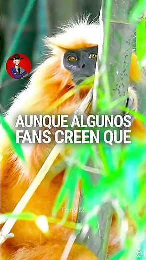 ¿Qué ANIMALES son los de Kung Fu Panda ¡Te SORPRENDERÁS! 🤯 #KungFuPanda #Animales