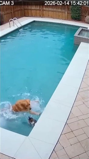 DOG SAVED cat after pushing him in the pool #shorts