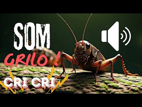 CRICKET SOUND - CRICKET SINGING LOUDLY - CRI CRI