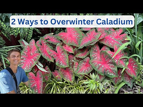 CALADIUM OVERWINTERING - 2 Easy Methods for Success - Tutorial