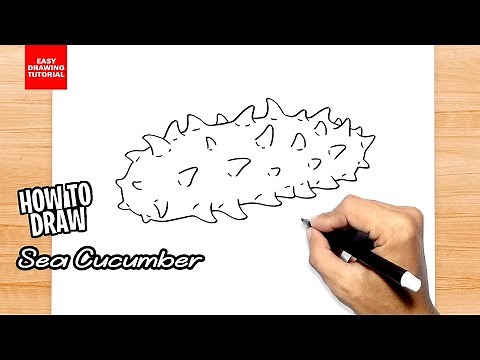 How to draw Sea Cucumber