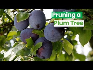 Pruning a Plum Tree