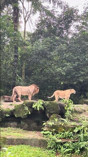 Lion loud Roars in Singapore Zoo 2025 | Timba and Kiara #shorts
