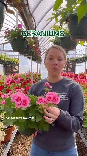 Great, gorgeous Geraniums! Bold blooms cover this plant all season long. These beauties are fabulous in a container or window box. Growing Tips: 🌸 Full sun – part sun 🌸 Allow soil surface to dry between waterings 🌸 Grow 10” – 18” tall 🌸 Deadhead to encourage new blooms #geraniums #geranium #zonalgeranium #mrspollockgeranium #springflowers | Fairview Garden Center