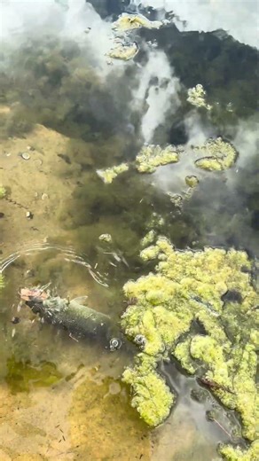 Zman fuzzy nugget lunch break fish #6