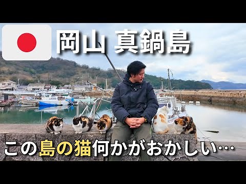 Manabe Island Okayama🇯🇵 A paradise for overly friendly cats!