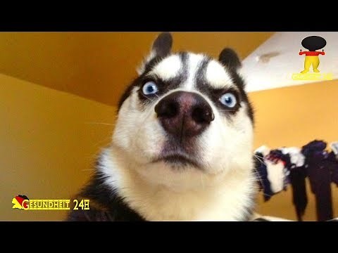 ¿Cómo se reproducen los perros?