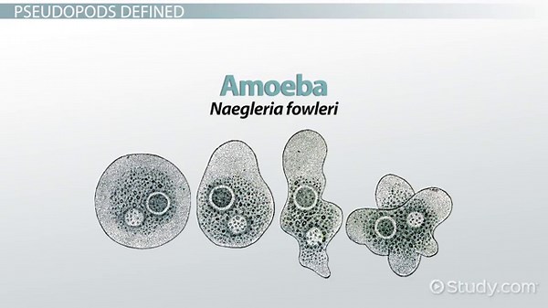Pseudopodia Definition, Function & Pseudopods