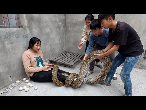 Giant Python Rescue Shocks Everyone Girl Trapped With Huge Snake & Eggs
