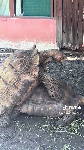 #turtle #mating #fyp #omg #sarasotajunglegardensflorida #wow