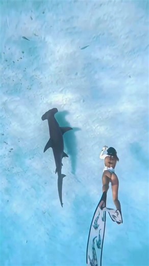 Exploring Tiger Sharks: Defenders of Our Oceans