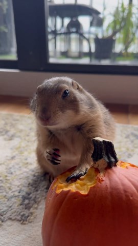 Prairie Dog Carves Her Own Pumpkin