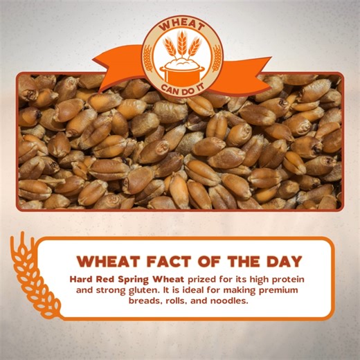 The secret to that perfect rise and bite? It all starts with Hard Red Spring Wheat.​ #WheatCanDoIt | Go Wheat