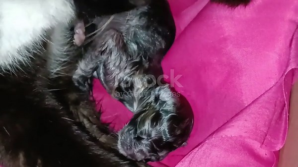 Tuxedo cat mother who gave birth to only one baby cat on the first...