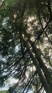 103 reactions · 10 comments | Nestled in an evergreen canopy. #naturesounds #natureheals | Jim Donovan Sound Health | Facebook