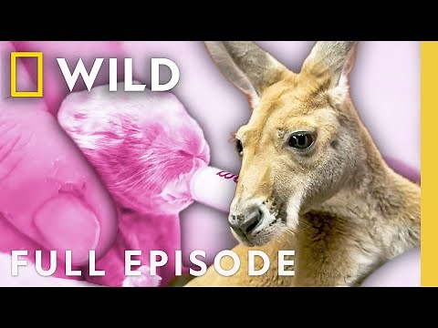 Animal Mother's Day | Dr. K's Exotic Animal ER | Nat Geo Animals