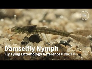 Damselfly Larvae / Nymphs / Naiads ◉ Fly Tying Entomology Reference ◉ No.3 ◉ Calopteryx ◉ 4K