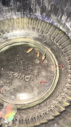 Exploring the Growth of Pea Puffers in a Reef Tank