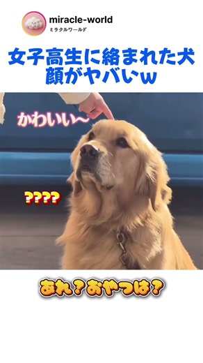 女子高生vs犬、お手をめぐる仁義なき戦い #犬のいる暮らし #面白動画 #shorts