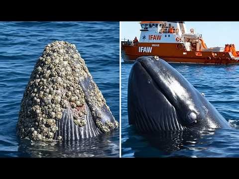 Exhausted Whale Rescue: Divers Save Giant Whale From Deadly Parasitic Creatures