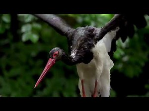The Enigmatic Black Stork: Secrets of the Elusive Bird