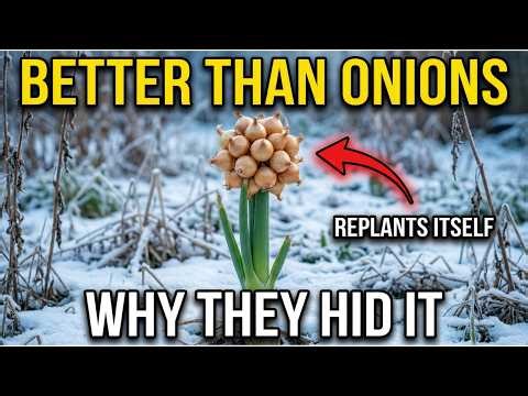 Better Than Onions. The “Walking” Onion That Replants Itself (Never Buy Sets)