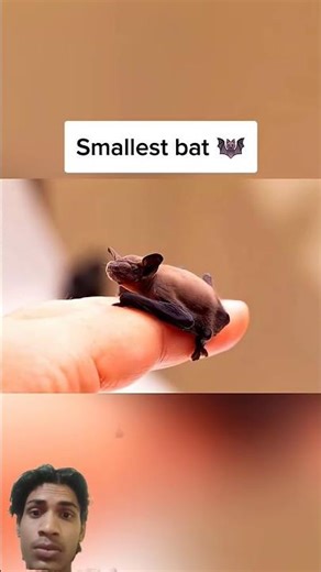 Smallest VS Largest Animals part 1|| 🤯 😳| #facts #shorts #viral