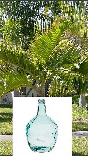 THE PALM TREE THAT LOOKS LIKE A GIANT BOTTLE