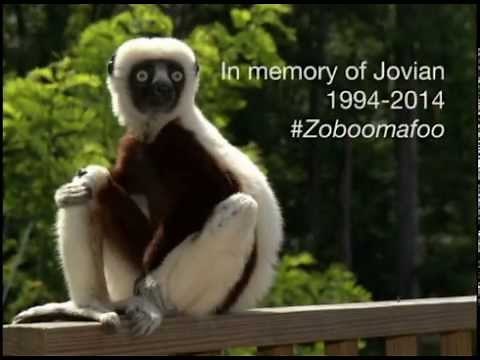 A Lemur Legend - Jovian, aka Zoboomafoo, passes away at Duke Lemur Center