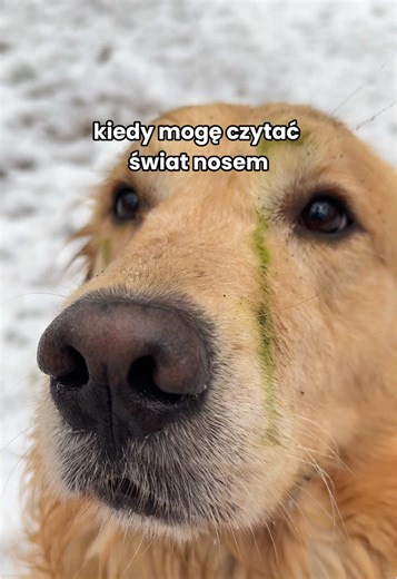 Spacer jako klucz do szczęścia psa