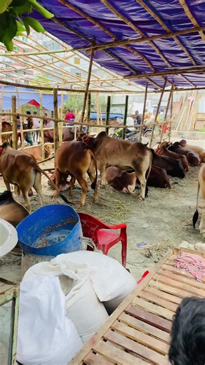 Goru Haatt — Cow Care and Scenes of Goru Haatt