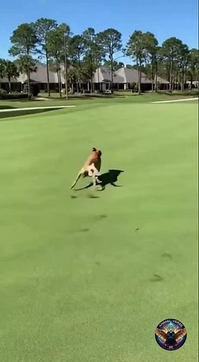 Alligator Chases Dog on Golf Course
