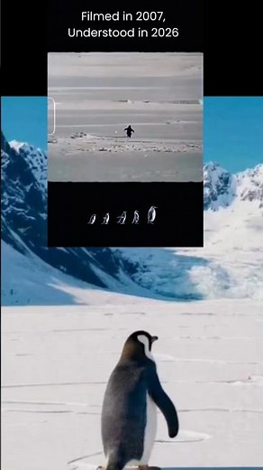 lone penguin walking away from its colony toward distant. #alone #penguin #viral