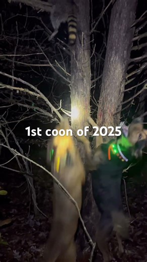 Treeing coons 🦝 and training pups!!! 1st coon of 2025 down!!!
