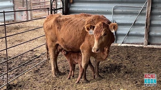 721K views · 22K reactions | One in 11.2 million: Custer County cow and calves defy the odds (Story by Jeremy Shipe - KCNI & KBBN Radio) Watch below or read the story here: https://sandhillsexpress.com/local-news/one-in-11-2-million-custer-county-cow-and-calves-defy-the-odds/ | Sandhills Express | Facebook