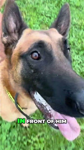 Dog Training Goes Wrong: Hilarious Frisbee Fails! #shorts