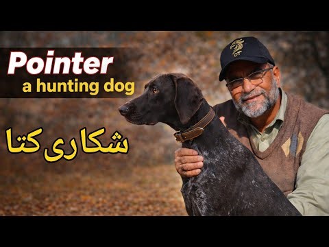 Pointer A Hunting Dog | Why Pointer Dog Is Called Pointer | Pointer Dog Ko Pointer Kyun Kehtay Hain