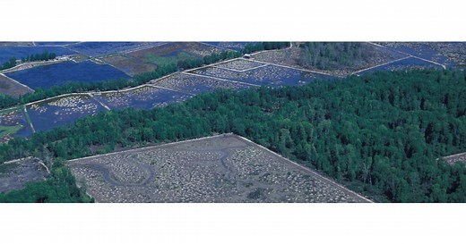 Forests for healthy people, economies, and ecosystems