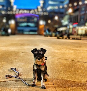 5.5K views · 17 reactions | Rubi came to Off Leash K9 Training to get...