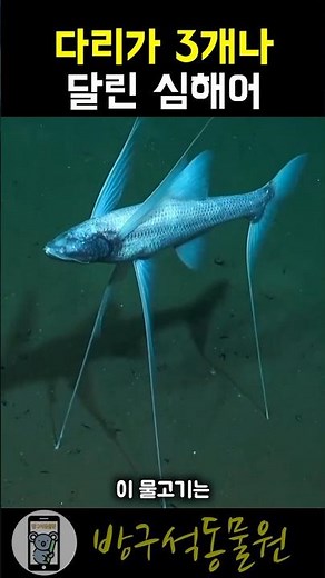 지느러미가 다리로 변한 심해어 - 세발치🐟
