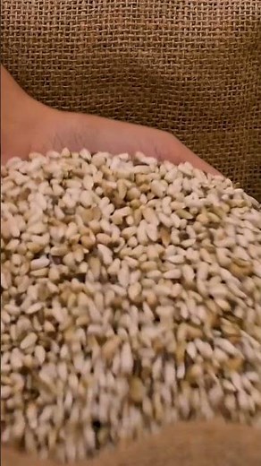 Safflower | ForTheBirds.com | Fresh Bird Seed Online