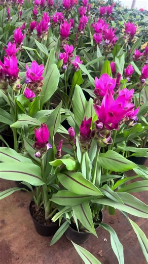 Siam Tulip (Curcuma alismatifolia) – Thailand Tulip