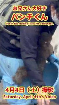 パンチくん【2026年4月4日撮影】お兄さん大好きパンチくん #がんばれパンチ #punch #HangInTherePunch #市川市動植物園【Punch the monkey】N01