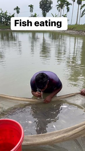211K views · 755 reactions | fish eating #fisherman #catchingfish #fishvideo #shortvideo #fishinglife #fisheating | ময়মনসিংহ মৎস্য হ্যাচারী | Facebook