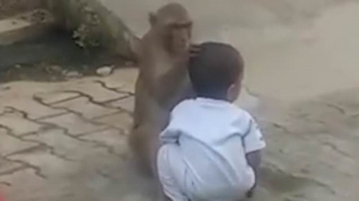 Monkey forces toddler to play with him after kidnapping him