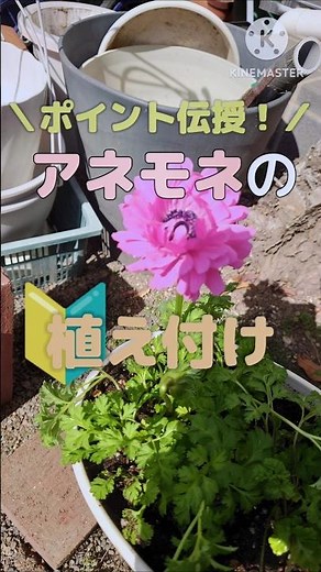 【アネモネ】アネモネの失敗しない植え付け方を伝授！#ガーデニング #アネモネ #庭作業 #園芸 #植物 #植え付け