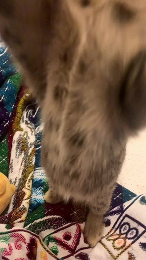 Adorable Kittens Playing and Exploring Their World