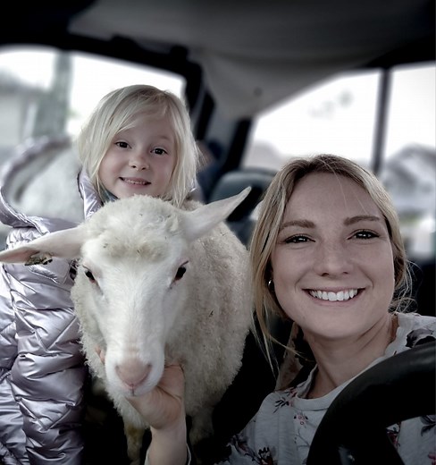 3.6K views · 115 reactions | It's spring on the sheep farm! ‍ 29 seconds of pure anxiety brought to you by Harmony Heritage Farm 藍 In this episode, we explore: Vanilla Bean visits co-op and 1/3 of our remaining lamb flock prepares for spring fair. What to do with 10 liters of sheep milk? Also, ram resting, his m.o. 藍 #springonthefarm #dairysheep #regenerativeagriculture #shepherdess | Harmony Heritage Farm | Facebook