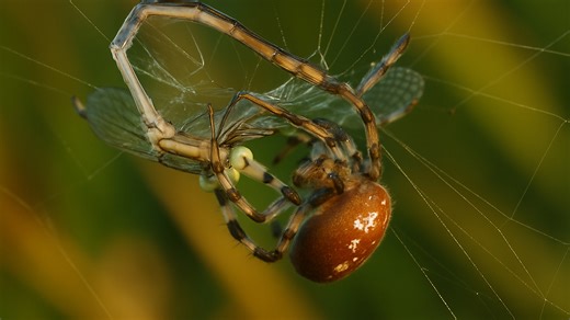 Co dnes pavouk ulovil?