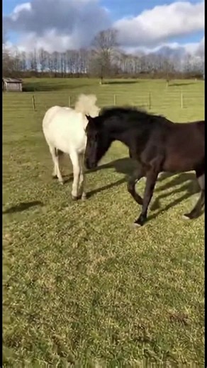 Horses Having Fun with a Soccer Ball! These horses are showing off their soccer skills in the field. #fblifestyle #AI Generated using Kling AI . . . (For entertainment purposes only. Consult professionals if guidance on activities is presented. No brand affiliation is implied if any are shown. If inspired by true events, creative adaptations may be included. Content may include public footage.) | Fabiosa Daily